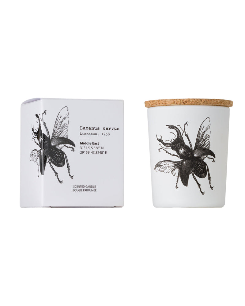 Candle in Jar INSECT Wood Wick 3oz Lucanus Cervus